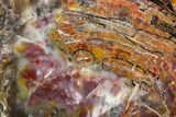 Polished, Rainbow Petrified Wood Slab - Arizona #258223-1